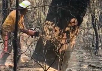 Download Video: Firefighters Remove Huge Trees After Bushfire Razed Glenbrook Forest