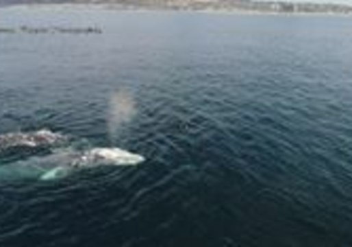 Drone Footage Captures Gray Whales Getting into the 'Valentine's Day Spirit' in San Diego