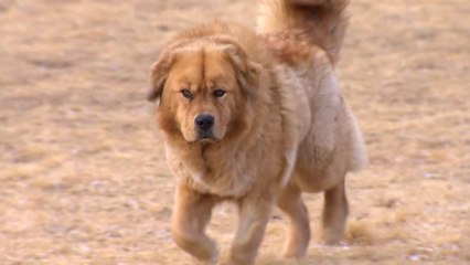 역사 속에서 되살아 난 '오수 의견(義犬)' / YTN