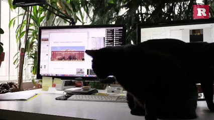 Things That Can Stress Your Cat Out | Rare Animals