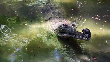 Greetings, earthlings