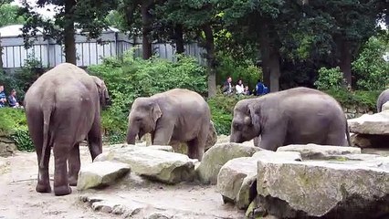 Group of Elephants