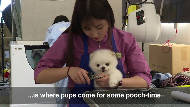 Milk spas and manicures: A Hong Kong dog's life