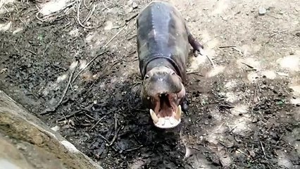 India zoo pygmy hippo wants a snack