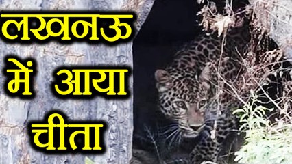 Leopard जब घुसा Lucknow के residential colony में फिर कैसे भागी Public, Viral Video |वनइंडिया हिन्दी