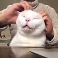 Ce chat kiffe tellement son massage du crâne... ça ronronne dur!