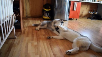Puppy Husky requires attention from his older brother