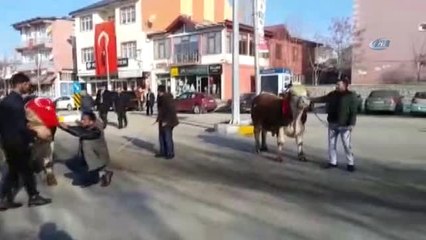 Aşkale'den Afrin'deki Mehmetçiğe 2 Adet Tosun Gönderdiler