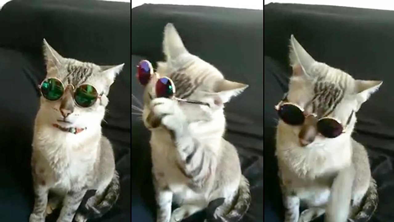 Un chat met des lunettes