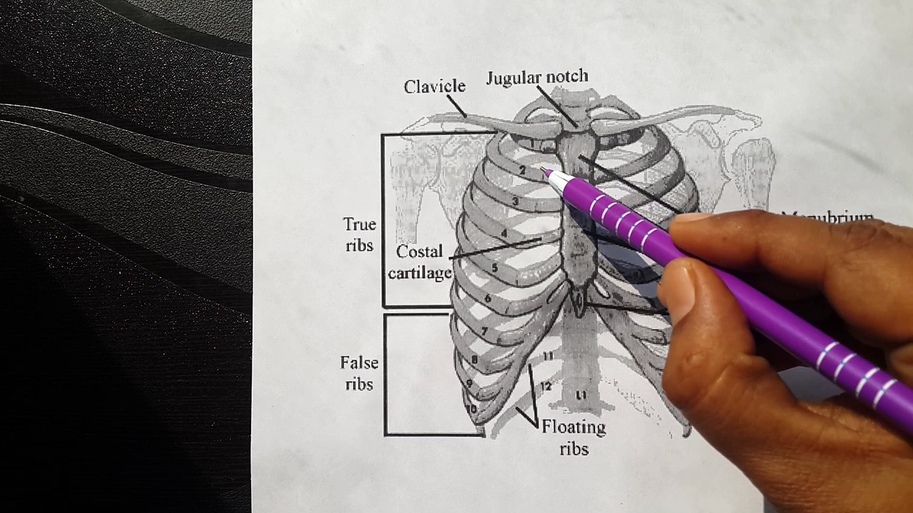 The Rib Cage | BASIC HUMAN RIBs STRUCTURE