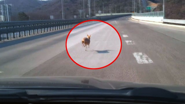 [영상] 고속도로 위 고라니의 아찔한 질주 '위험천만' / YTN