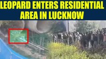 Leopard creates havoc in residential area in Lucknow, Uttar Pradesh Watch Video | Oneindia News