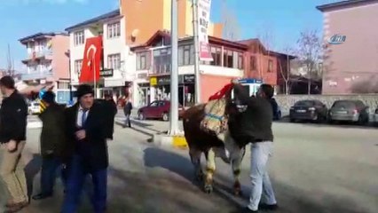 Aşkale’den Afrin’deki Mehmetçiğe 2 adet tosun gönderdiler