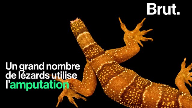 Voilà comment les lézards font repousser leur queue