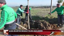 Aliağa Belediyesi Mezarlık Yolunu Ağaçlandırdı