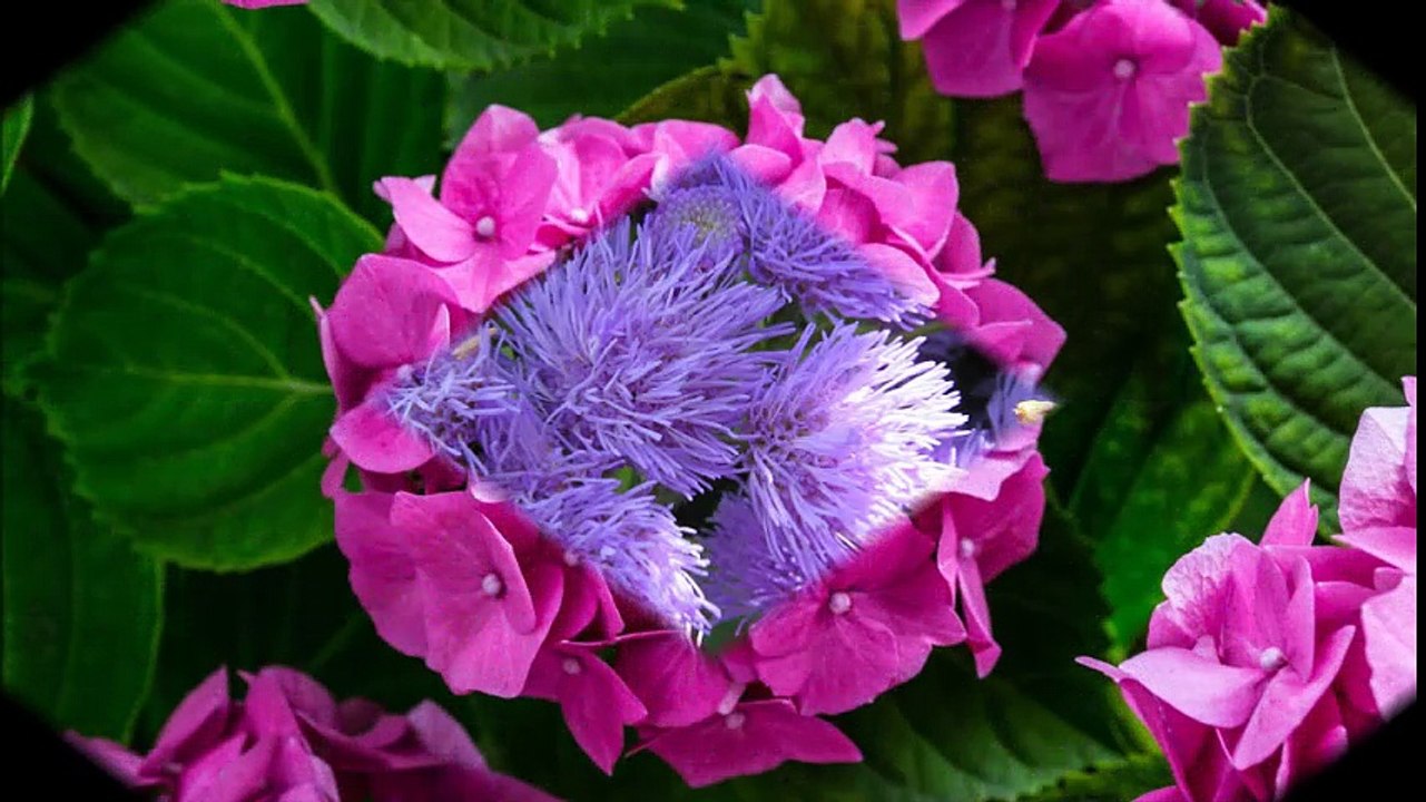 Gül Resimleri Çiçek Resimleri Lale Resimleri Sevgililer İçin Güller Çiçekler Aşk Çiçekleri Aşk Gülleri