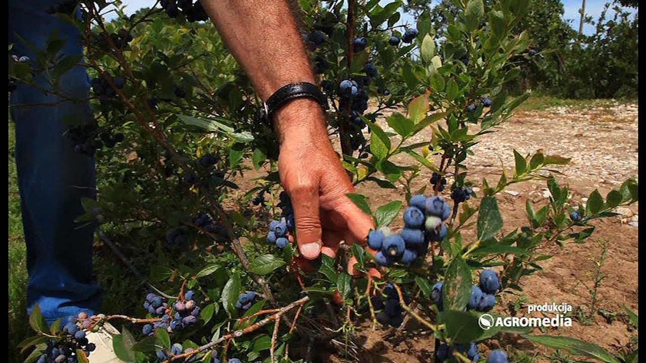 Poljoprivredna emisija "Svet poljoprivrede" - 509. epizoda