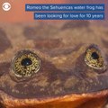 Scientists set up online dating profile for loneliest frog