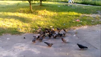 Голуби, 20 интересных фактов.