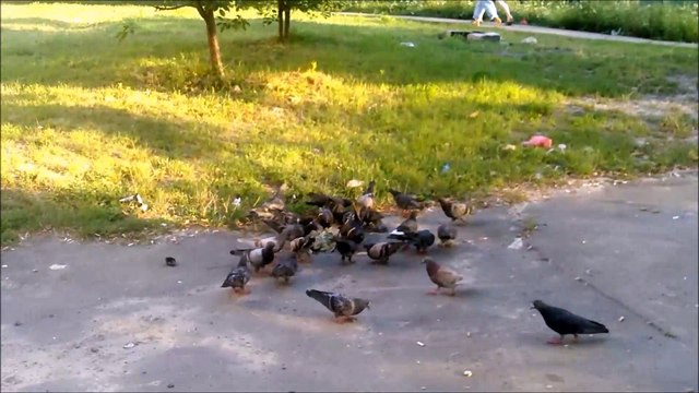 Голуби, 20 интересных фактов.