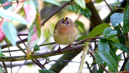 Желтоголовый королек и интересные факты о нем