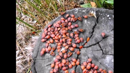 клоп солдатик