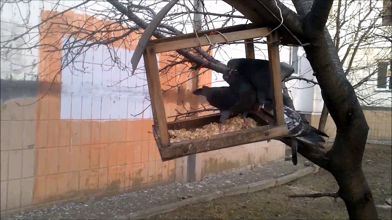 голубь жлоб