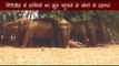 Villagers are in fear after many Elephants reach in Giridih village