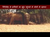 Villagers are in fear after many Elephants reach in Giridih village