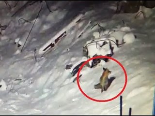 Himalayan Fox seen in Kedarnath
