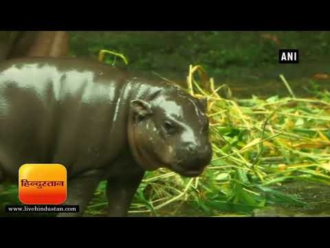 Newborn babies from endangered animal species were unveiled by Wildlife Reserves Singapore