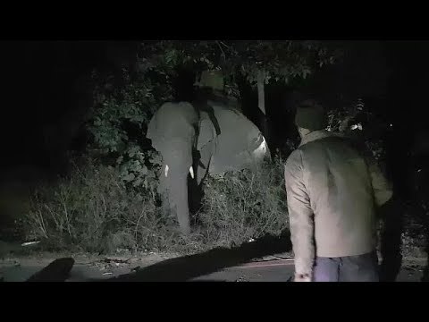 लोगों को चींटी की तरह कुचलने वाला खूंखार हाथी पकड़ा गया II Elephants have been caught in Haridwar