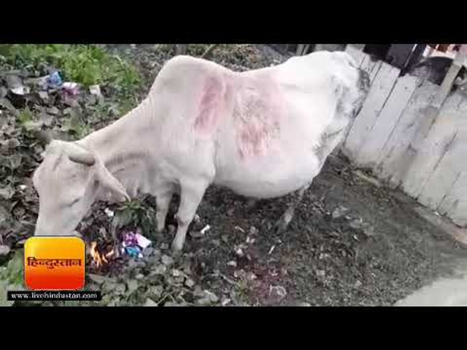 मधुबनी में कड़ाके के ठंड से बचने को पशु भी सेंक रहे अलाव II Madhubani, Bihar