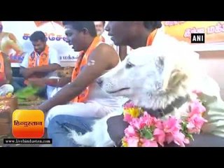 ताज़ा समाचार || शक्ति सेना ने वैलेंटाइन डे के विरोध में दो कुत्तों की करा दी शादी