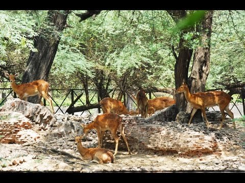 दिल्ली चिड़ियाघर का दीदार II Delhi Zoo II Chidiya Ghar II दिल्ली चिड़िया घर