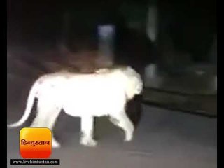 सड़कों पर निकला आया शेर, थमी गड़ियों की रफ्तार