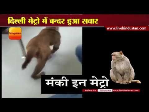दिल्ली मेट्रो में बन्दर हुआ सवार II Monkey in Delhi Metro