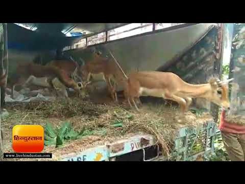 चिड़ियाघर में पीलीभीत से आए छह काले हिरण II zoo...