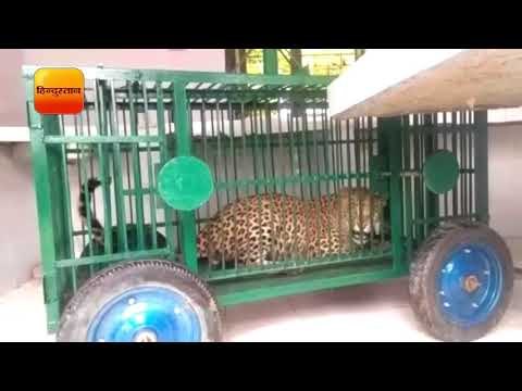 अल्मोड़ा में आरटीओ दफ्तर कोसी के पास एक घर में घुसा गुलदार II Lepord Kosi in Almora, Uttarakhand