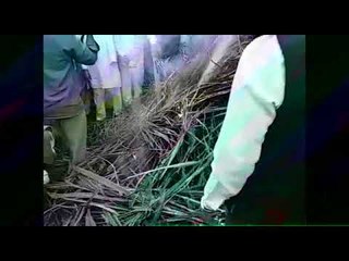 गुस्साए किसानों ने विधानसभा के बाहर जलाया गन्ना