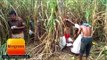 बस्ती  गन्ने के खेत में मिला युवक का शव, पहचान नहीं II Gorakhpur Hindi News - Hindustan