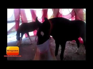 सोनपुर मेला,बिहार 75 रेस जीतने वाला ‘राजा’ पहुंचा घोड़ा बाजार II Sonepur Mela, Bihar