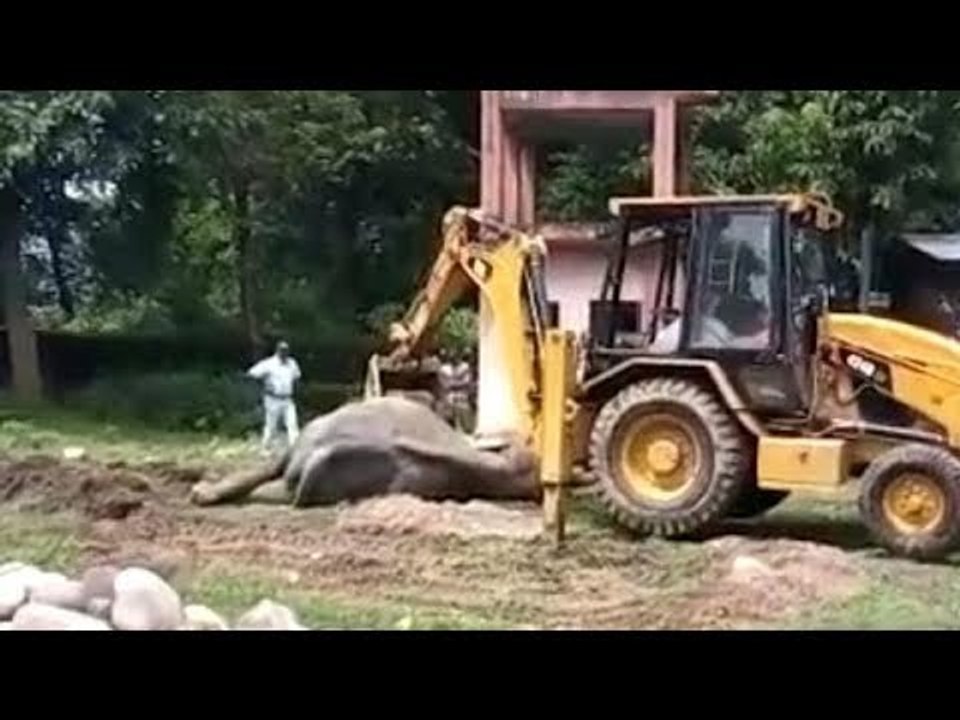 राजाजी टाइगर रिजर्व में जंगली हाथी ने बाड़े में घुसकर ‘राजा’ को मार डाला