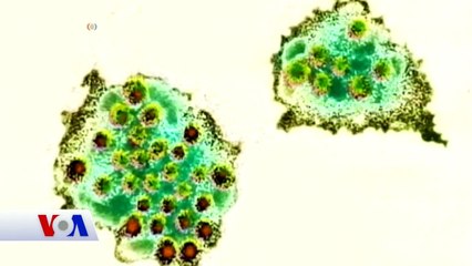 Olimpiyatlarda Mide Virüsü Salgını