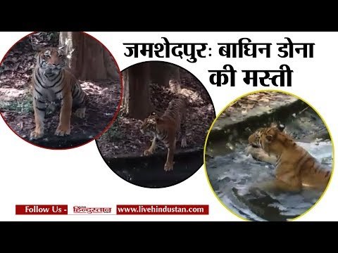 जमशेदपुर: बाघिन डोना की मस्ती II Jamshedpur Tiger Dona has a lot of fun in the water