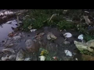 People driking dirty water in gonda