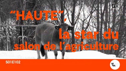 La star du salon de l'agriculture se prépare (reportage)