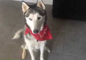 Husky Proves the Egg Challenge Wrong