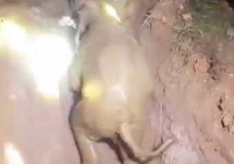 Rescuers Cheer as Baby Elephant Freed From Well in Thailand