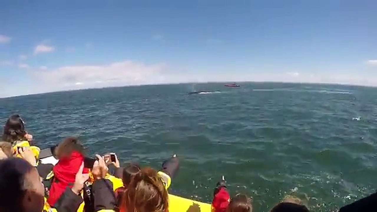 Une énorme baleine surprend des touristes et passe juste sous leur bateau!